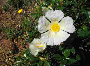 504blumen2_s