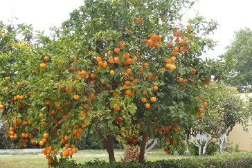 150419_orangenbaum