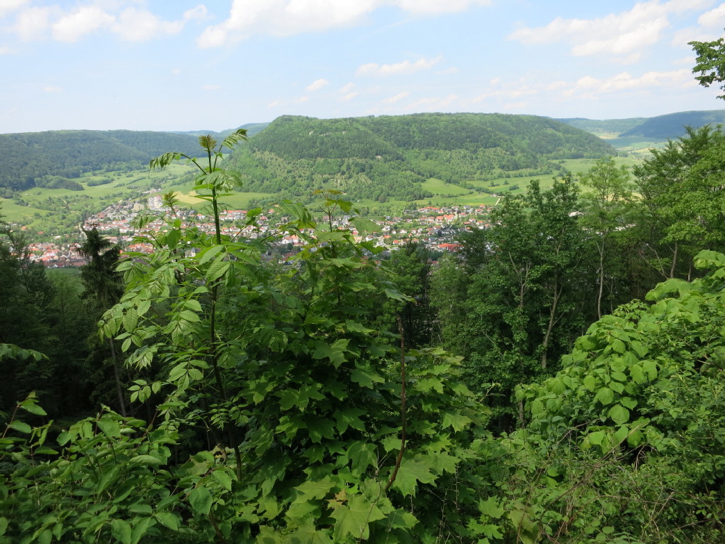 IMG_2090_1_1